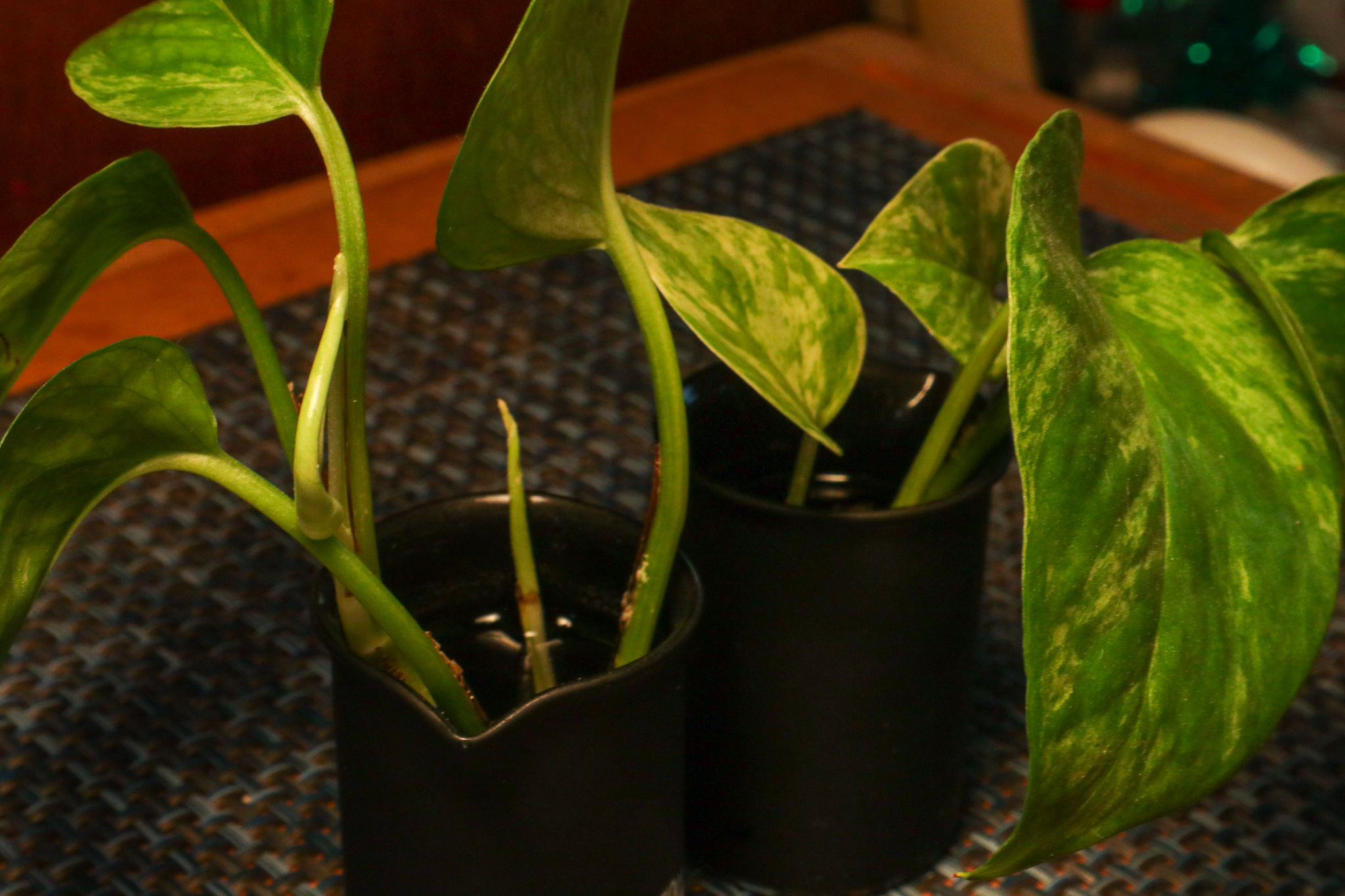 A small black jar with propagated pothos plants growing from it